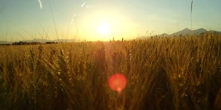 近距离观察令人惊叹的黄色麦田在托斯卡纳田园诗风景在日出