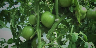 4k农村绿色番茄种植