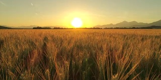 航拍:意大利风景秀丽的托斯卡纳，金色的夕阳照在广阔的麦田上