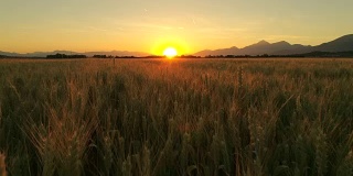 航拍:在朦胧的托斯卡纳，广袤的麦田被群山包围，在梦幻般的夕阳下
