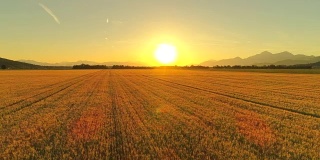 在金色的日出下，田园诗般的小麦种植着一望无际的农田