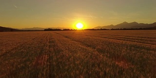 天线:在金色的夕阳下，田园诗般的小麦种植着广阔的农田