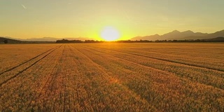 在金色的夕阳下，田园诗般的小麦种植着一望无际的田野