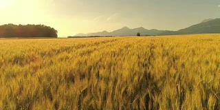 空中，镜头光晕:金色的麦田在多风的山区乡村摇曳