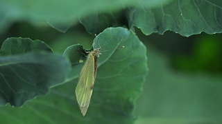 蝴蝶在绿叶上产卵视频素材模板下载