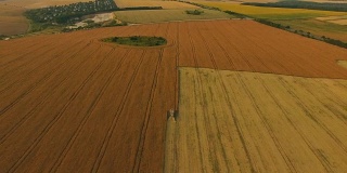 联合收割机在阴天采集金色小麦的鸟瞰图。FullHD