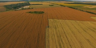 联合收割机在阴天采集金色小麦的鸟瞰图。FullHD