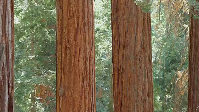 加州红杉国家公园