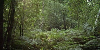 有蕨类植物的林中空地
