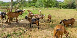 一群在草地上吃草的山羊。农村
