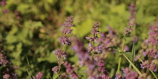 蜜蜂从田里的紫色花朵上采集花蜜