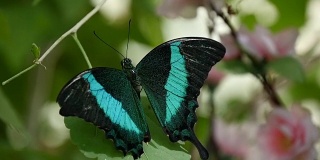 奇异的蓝黑色飞蝶在夏天的森林里突然飞了起来