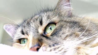 宏观特写的缅因猫的眼睛环顾和眨眼视频素材模板下载
