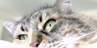 宏观特写的缅因猫的眼睛环顾和眨眼