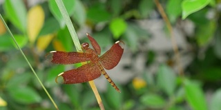 红草鹰蜻蜓(Neurothemis波动)，也被称为普通阳伞