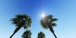 在蓝天上移动椰子树顶