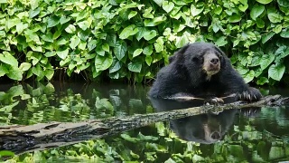 亚洲黑熊抓头和放松在池塘。视频素材模板下载