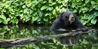 亚洲黑熊抓头和放松在池塘。