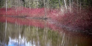 山茱萸，早春时节池塘边常见的山茱萸