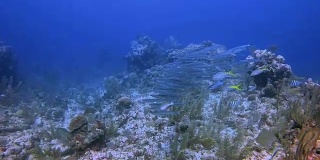 墨西哥金塔纳罗奥，里维埃拉玛雅/科苏梅尔，在加勒比海阿库马尔湾附近的大玛雅礁上与年轻的梭鱼学校进行水肺潜水