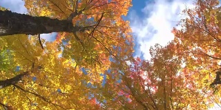 绚丽多彩的落叶在秋风中在阳光明媚的树林中飘动
