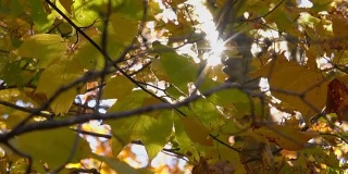 近距离镜头光晕:阳光透过黄色的树叶照在充满生气的秋天树木上