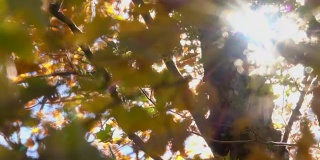 近距离镜头光晕:阳光透过秋风中飘动的黄叶