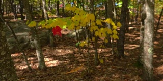 慢镜头特写:红色的落叶，枫叶在秋天的森林里落下