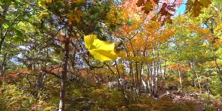 慢镜头近景黄色的落叶，枫叶在秋天的森林里落下