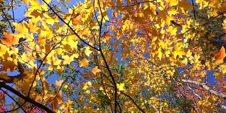低角度慢镜头近景黄色的枫树在阳光明媚的秋天落叶