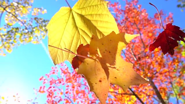 慢镜头近距离观察树林里秋天的树上，红色和黄色的叶子飘落下来