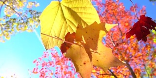 慢镜头近距离观察树林里秋天的树上，红色和黄色的叶子飘落下来