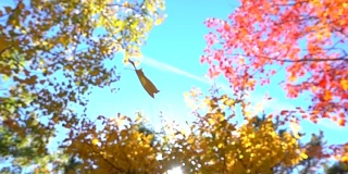 慢镜头特写黄色的落叶，枫叶在秋天的树林里飘落