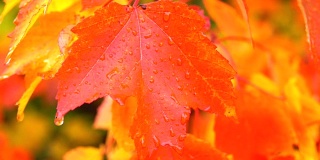 近距离观察:在多雨的秋天，水滴落在红色枫树顶上明亮潮湿的叶子上
