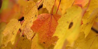 近距离观察:在多雨的秋天，水滴在充满活力的枫树明亮潮湿的叶子上