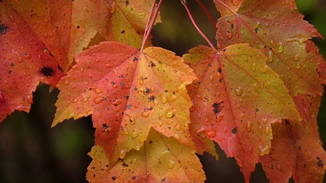 近距离观察:在多雨的秋天，水滴在充满活力的枫树明亮潮湿的叶子上