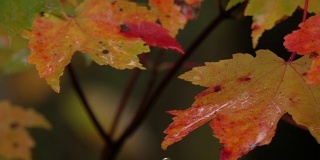 雨后，水滴落在充满生气的红色秋叶上