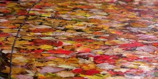 慢镜头:雨滴溅在漂浮在水面的生动的秋叶上