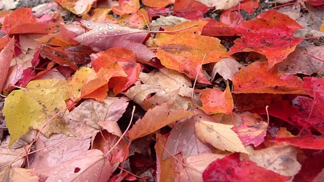 近距离观察:在秋天的森林里，雨后充满雨滴的潮湿多彩的树叶