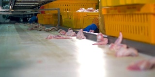 在满足加工厂，工人们戴着手套挑选鸡翅进行包装。4 k。