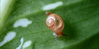小蜗牛在湿漉漉、亮绿色的叶子上醒来，伸出触手