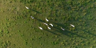 日出时牧场上的空中牛群
