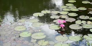 亚马逊莲花是一种开花植物，是河流中有波浪的最大百合。