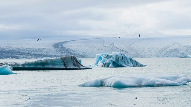 冰川湖上有冰山，鸟儿飞过