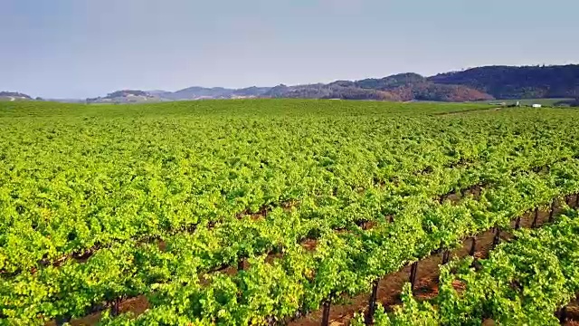 北加州酿酒厂种植的葡萄