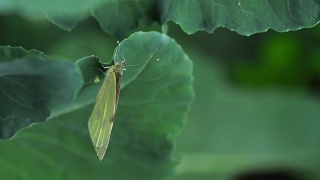 蝴蝶在绿叶上产卵视频素材模板下载