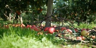 农场果园里的一棵苹果树下掉落的苹果
