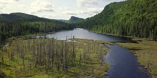 夏季北方自然森林和河流鸟瞰图