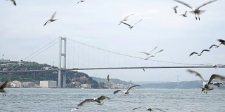 博斯普鲁斯大桥上的《海鸥之旅》
