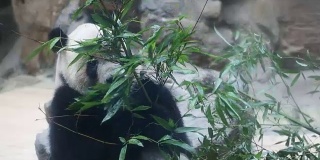 大熊猫在吃竹子，中国成都。高清格式。